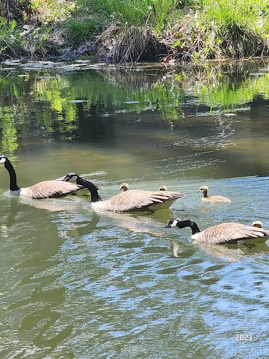 Forest Lake Campground 5
