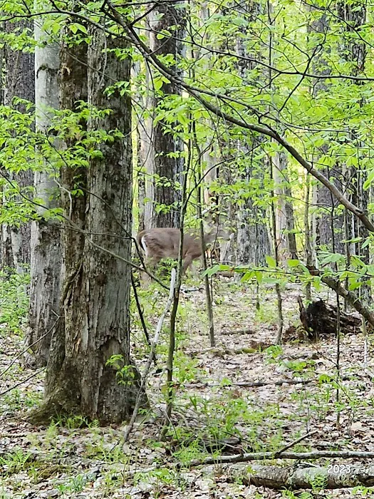Forest Lake Campground 7