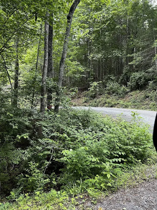 Colon Hollow Shelter Campground 3
