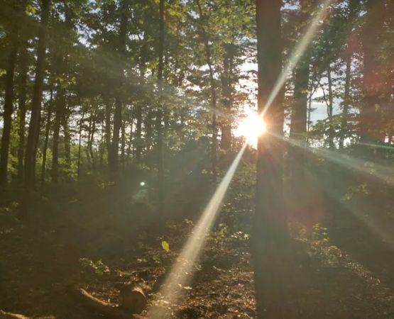 Washington/Jefferson National Forest - campsite