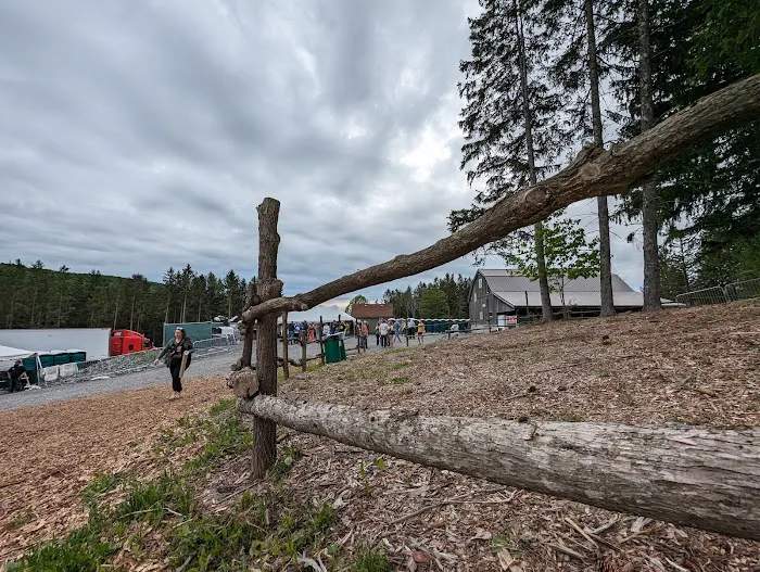 Wonderland Forest 4