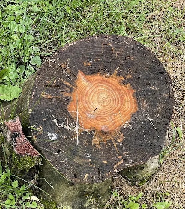 Yellow Lantern Kamp Grounds 7