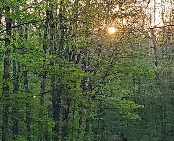 Cherry Ridge Campground