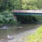 Abel Mountain Campground