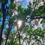 Howard Island South Campsite