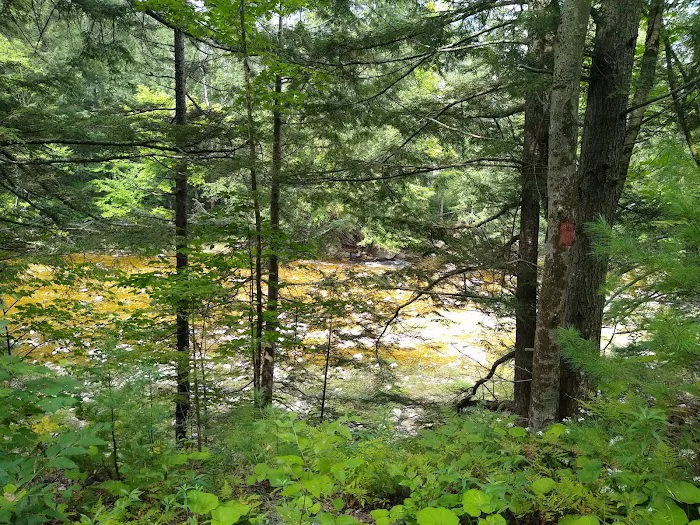 Winhall Brook Campground 3