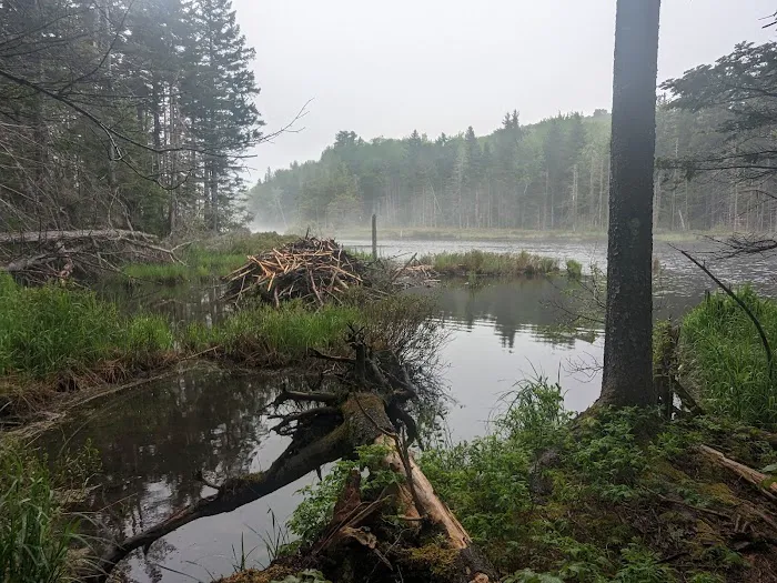 Stratton Pond Tenting Area 3