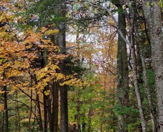 Grout Pond Recreation Area