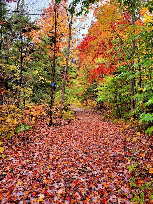 Grout Pond Campsites 7