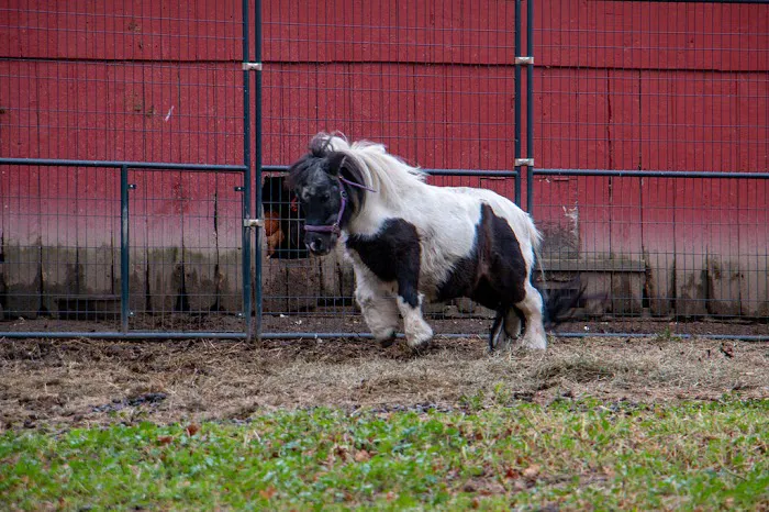 Shadow Hills Farm 7