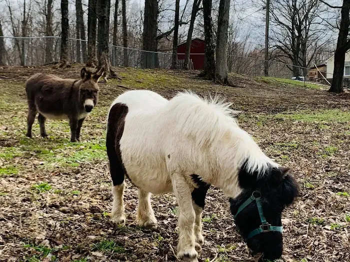 Shadow Hills Farm 5