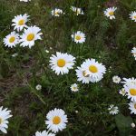 Forest Glen Campground