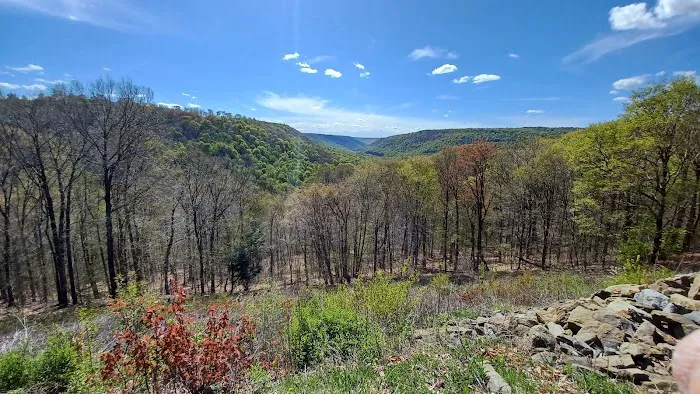 Loyalsock State Forest campsite #360 4