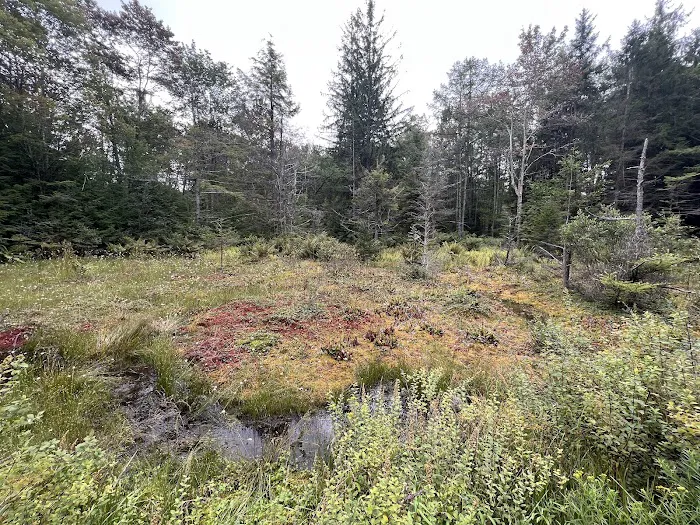 Loyalsock State Forest campsite #360 6
