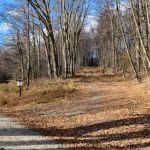 Loyalsock State Forest campsite #360