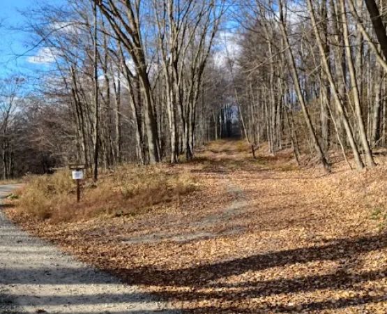 Loyalsock State Forest campsite #360