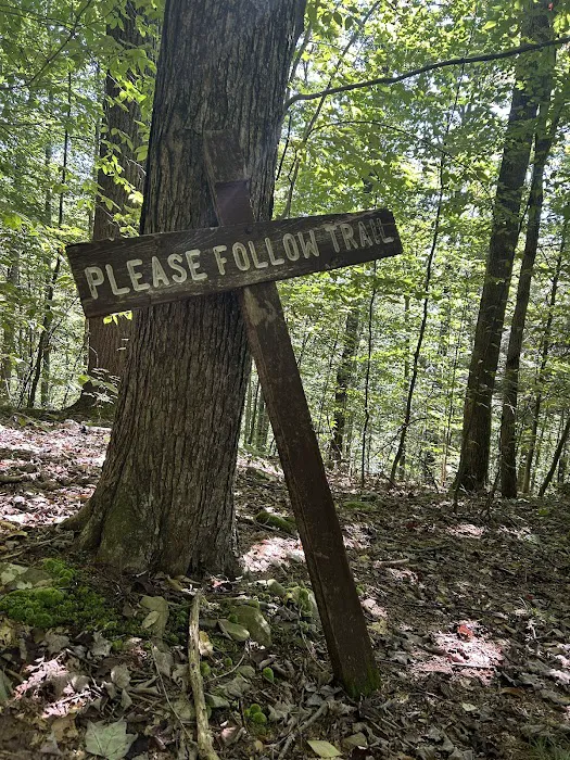 Loyalsock State Forest campsite #360 3