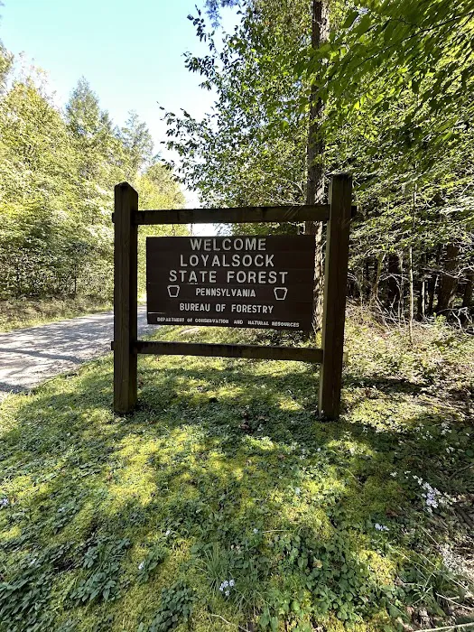 Loyalsock State Forest campsite #360 1