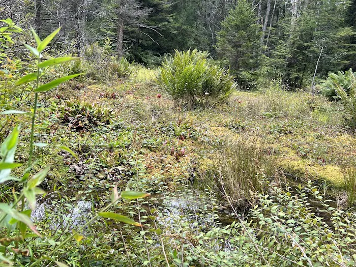 Loyalsock State Forest campsite #360 9