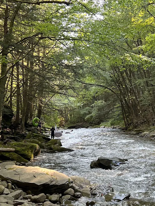 Loyalsock State Forest campsite #360 8