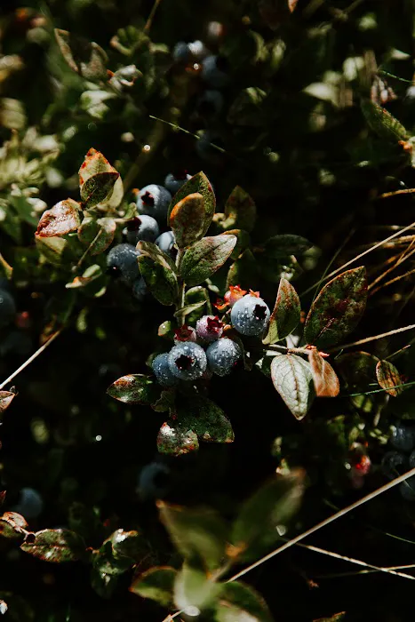 Smithereen Farm Blueberry Land (U-Pick and Camping) 7