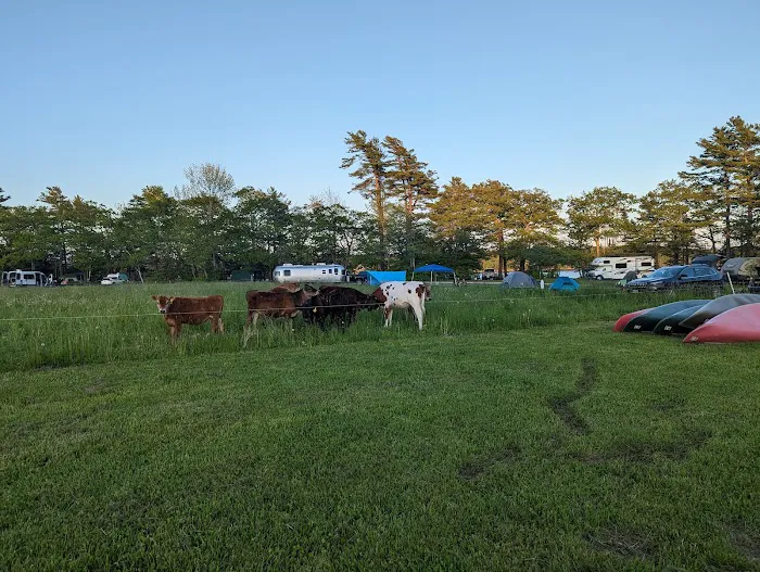 Wolfe's Neck Oceanfront Camping 7