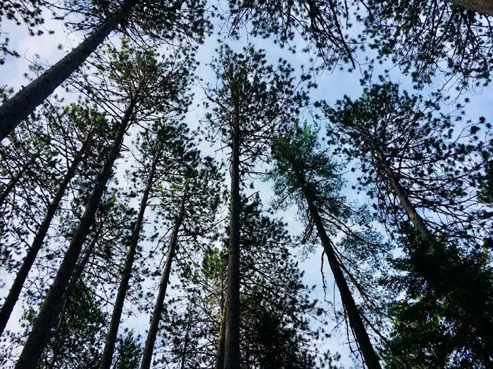 Cathedral Pines Camp Ground 0