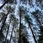 Cathedral Pines Camp Ground