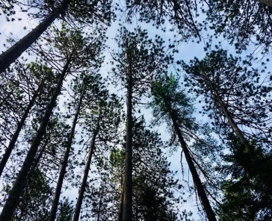 Cathedral Pines Camp Ground