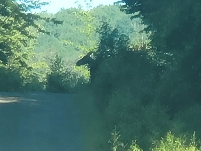 Cowan West Campground 9