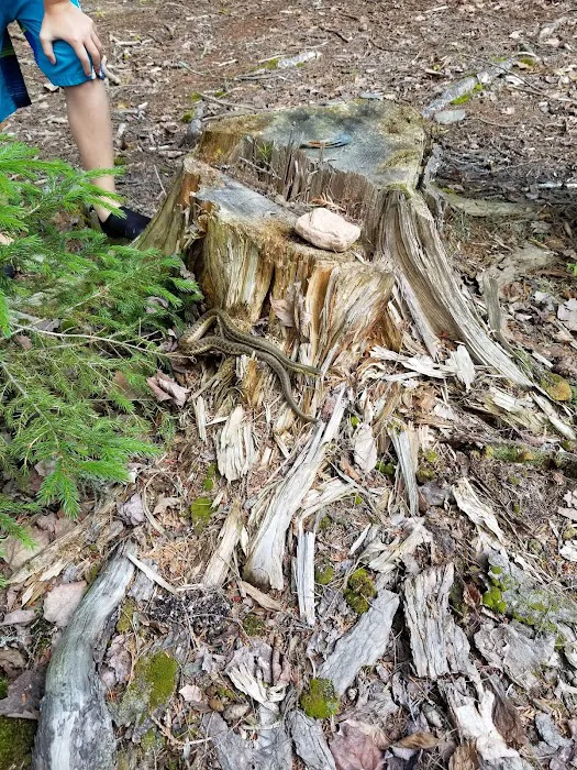 Mattawamkeag Wilderness Park Campground 4