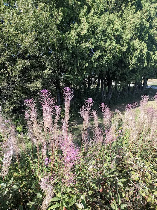 Trafton Lake Campground 8