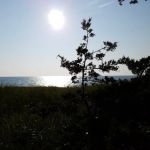 Johnson's Trailer Resort