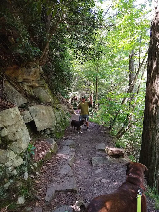 Rothrock State Forest Campsite #1 3
