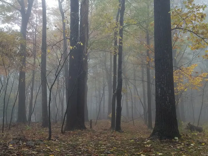 Rothrock State Forest Campsite #2 8