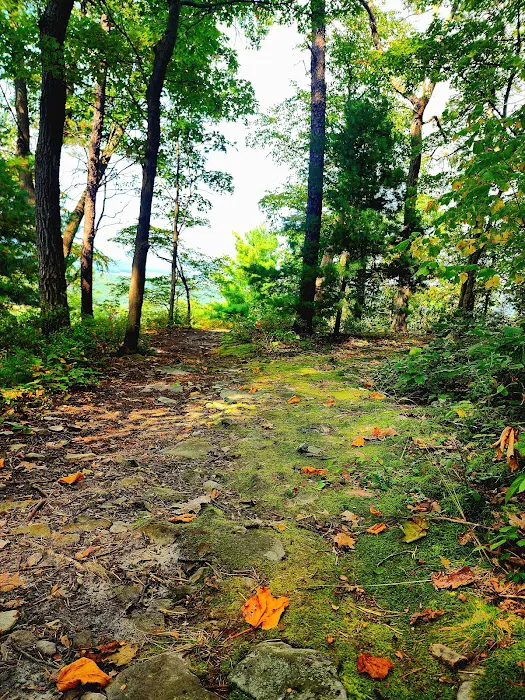 Rothrock State Forest Campsite #2 5