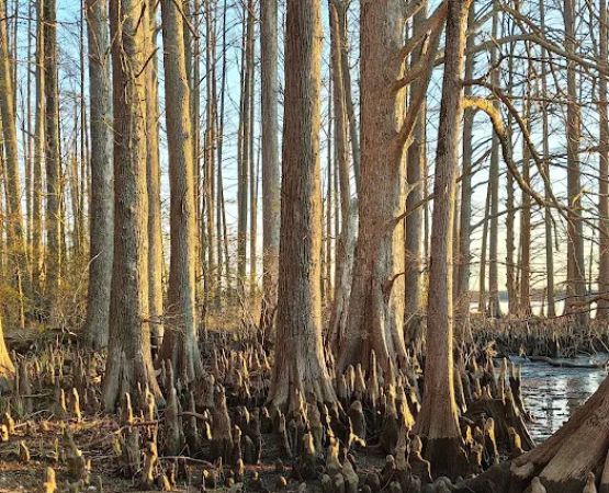 Chickahominy wildlife Management