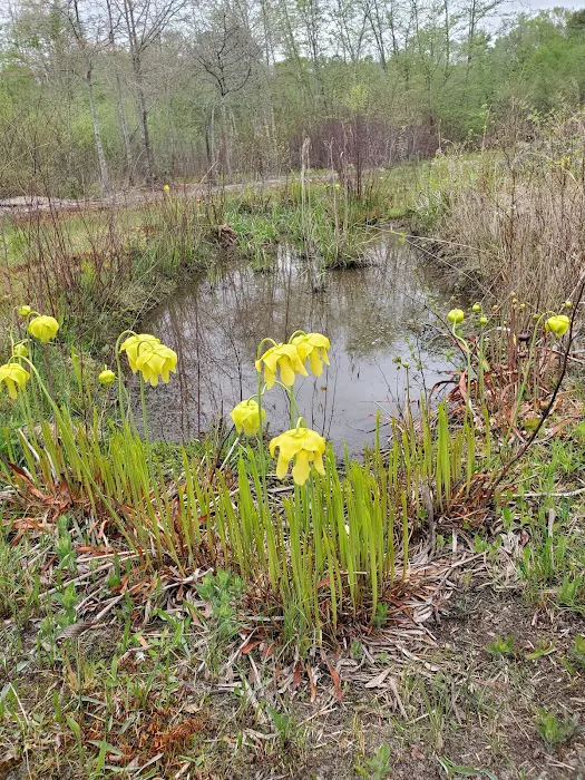 Blackwater Birds and Bees 4