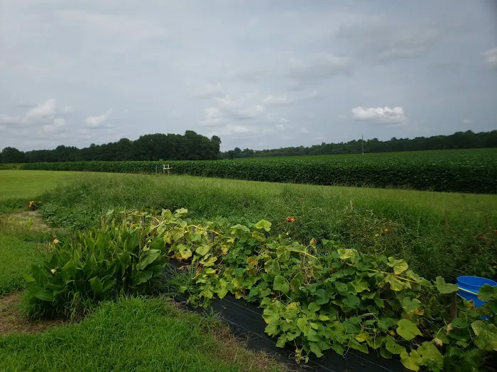 Thornton Farm 2