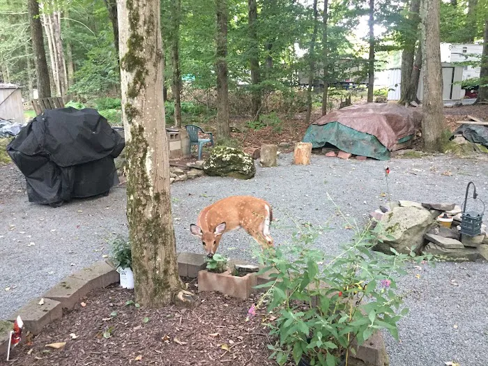 Secluded Acres Campground 4