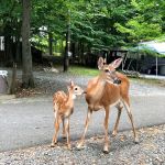 Ledgedale Recreation Area