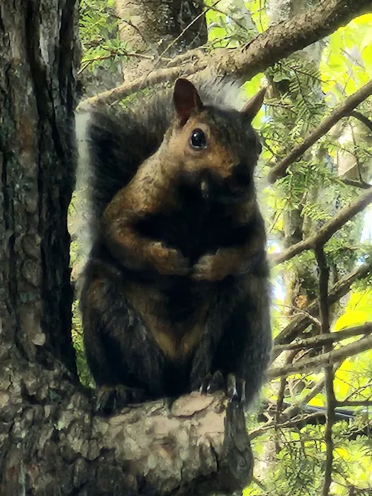 Young's Forest 3
