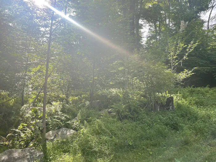 Rhododendron Campground 7