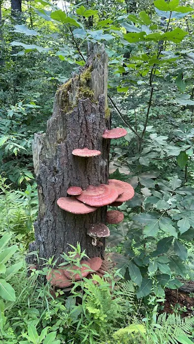 Free Camping/NY State Land 0