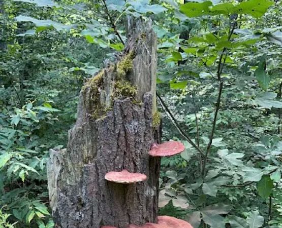 Free Camping/NY State Land