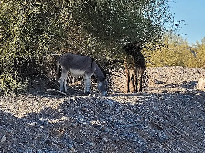 BLM Camping 5