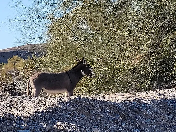 BLM Camping 8