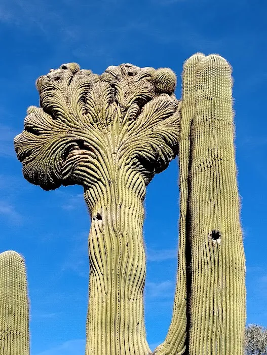 Mesa / Apache Junction KOA Journey 4