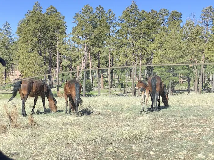 Larson Campground 4