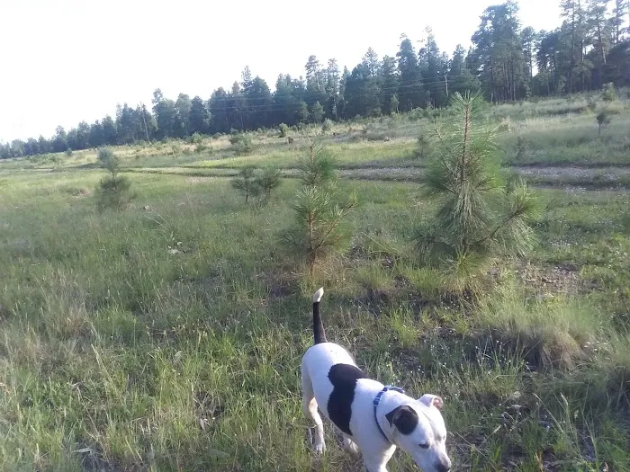 Larson Campground 7